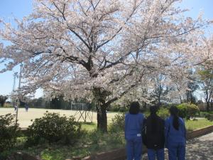 桜を見上げる中学生