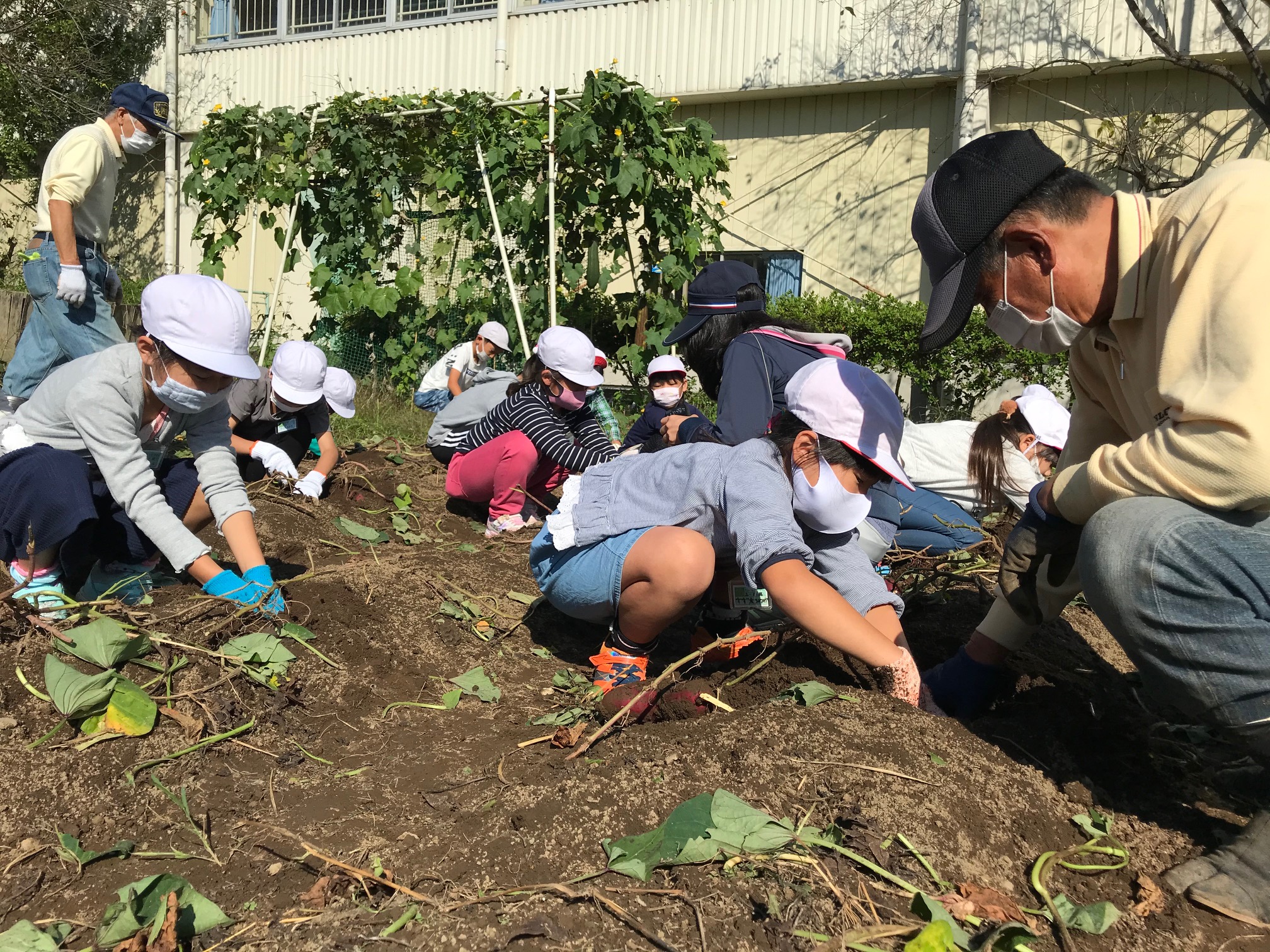 大きく立派に育ちましたの画像