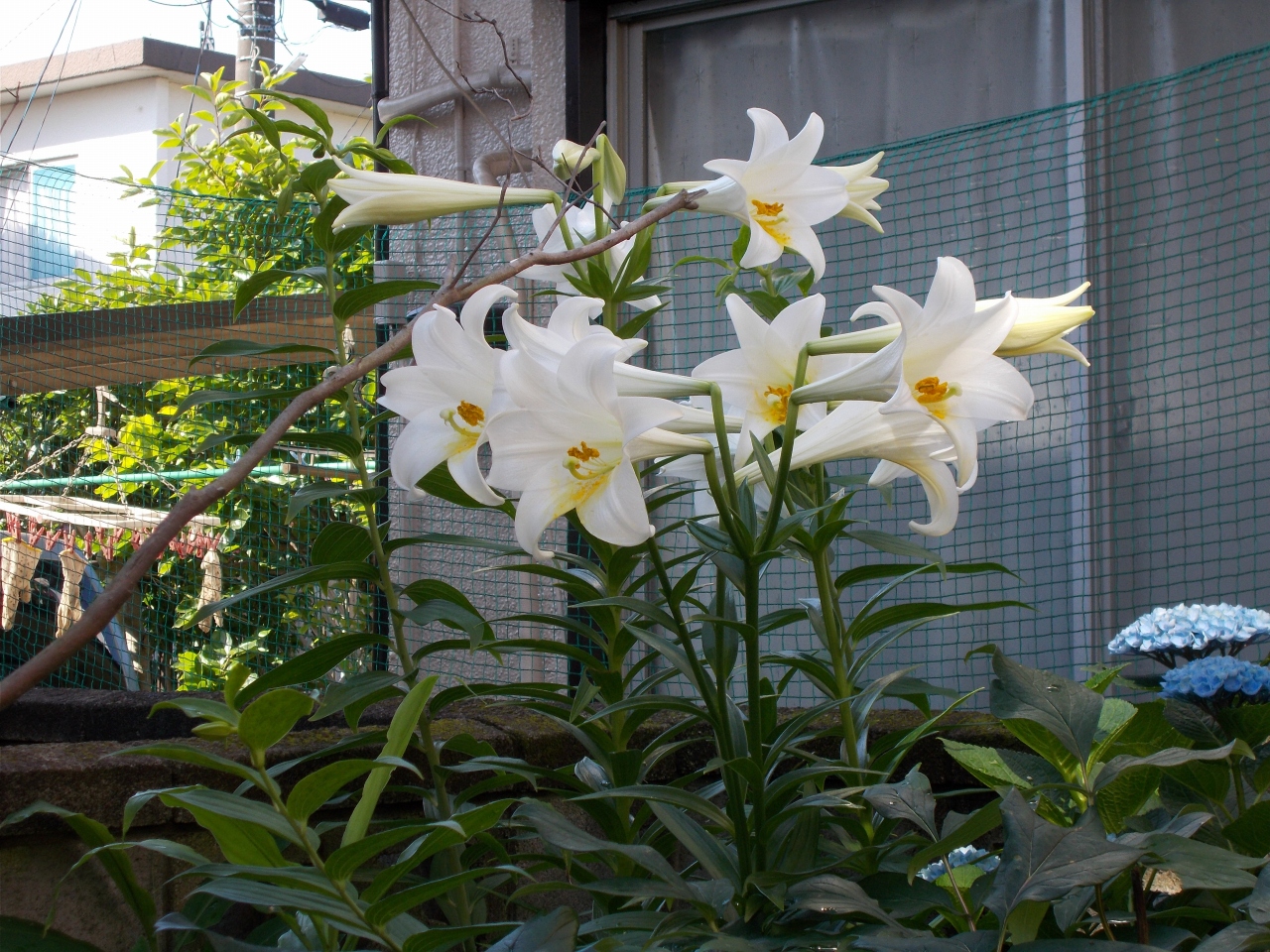 今年もきれいに咲きましたの画像