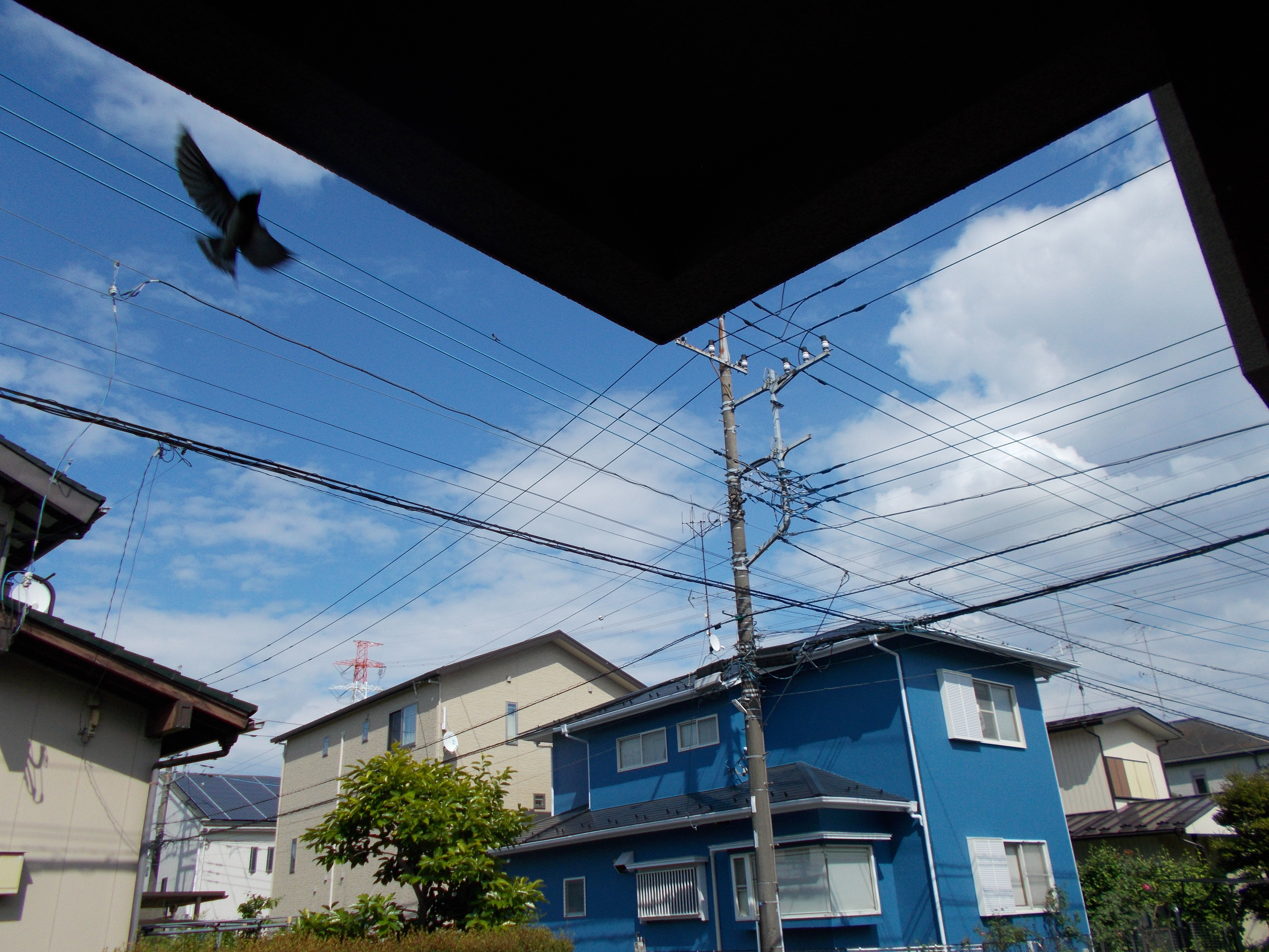 今年もつばめがやってきましたの画像