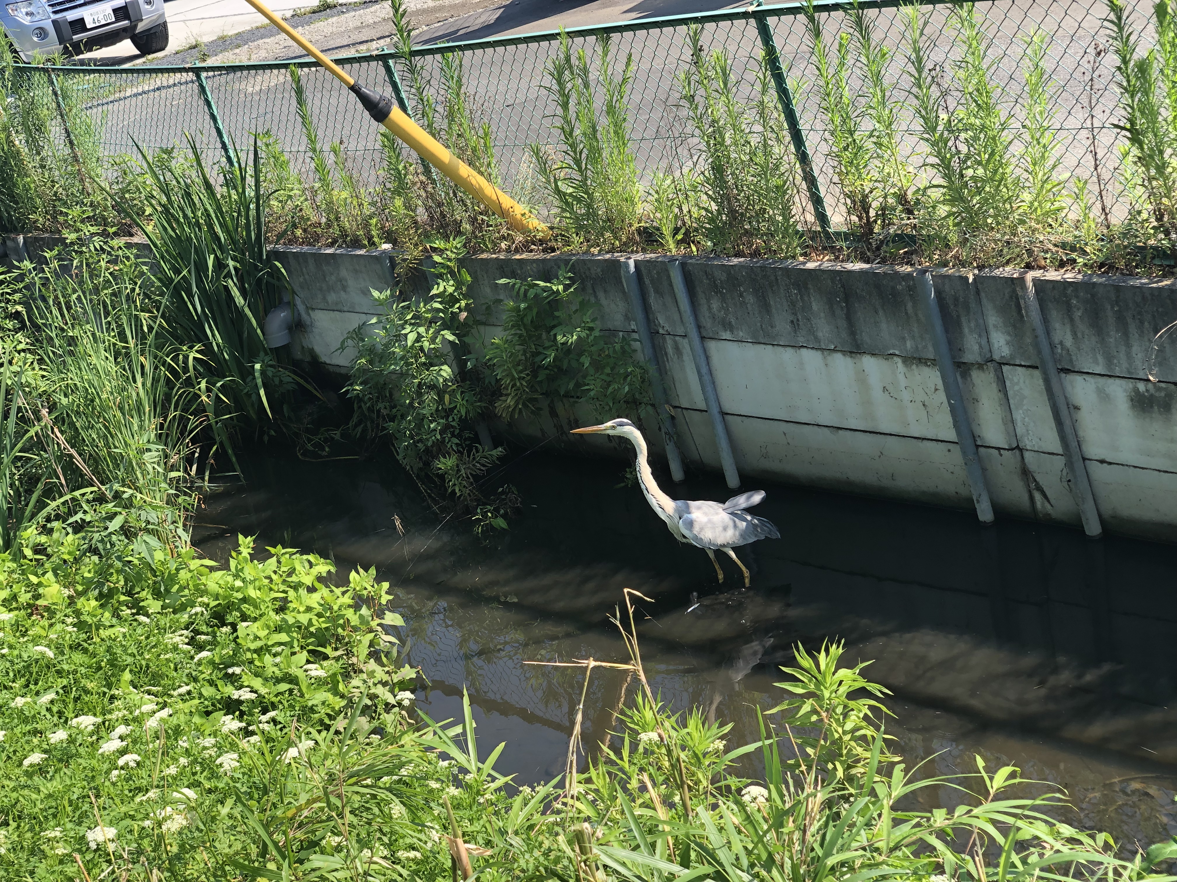 下株ごみ集積所にサギ来訪の画像