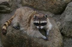アライグマの特徴の画像