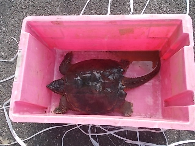 杉戸町内で捕まったカミツキガメの画像1
