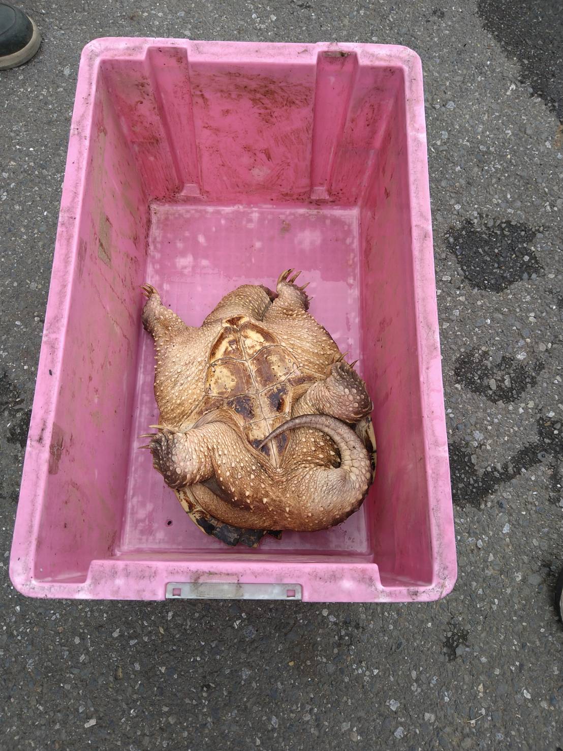 杉戸町内で捕まったカミツキガメの画像2