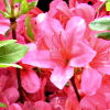 富岡町の花の画像