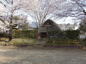 古代住居と桜