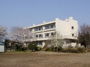 泉小校舎と桜