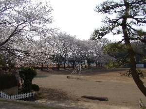 泉小校庭の桜