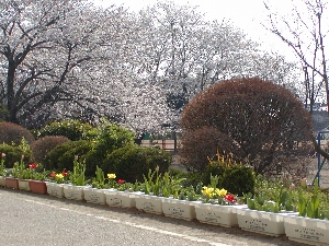 桜とプランター