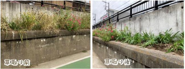 古利根川沿い草取り