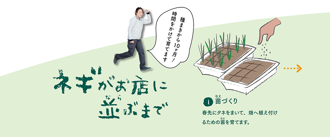 ネギがお店に並ぶまでの画像1