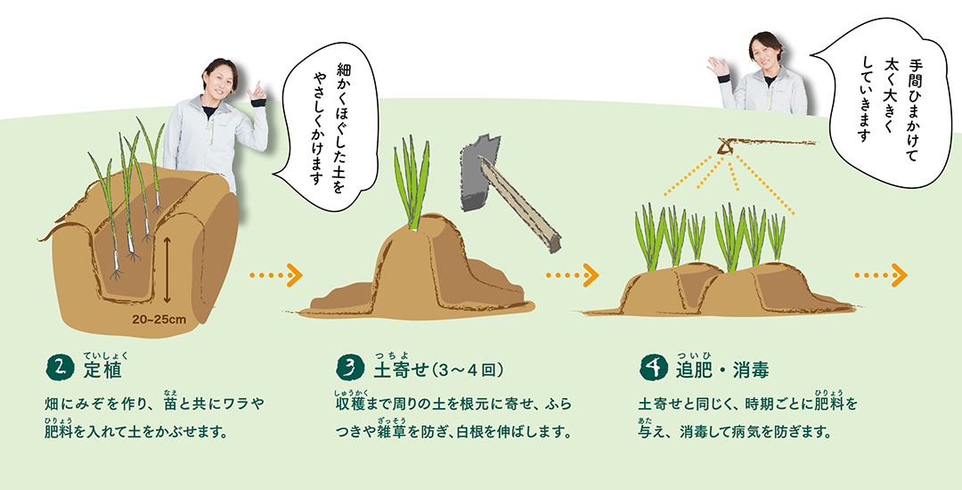 ネギがお店に並ぶまでの画像2