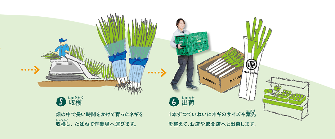 ネギがお店に並ぶまでの画像3