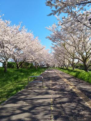 春爛漫　桜