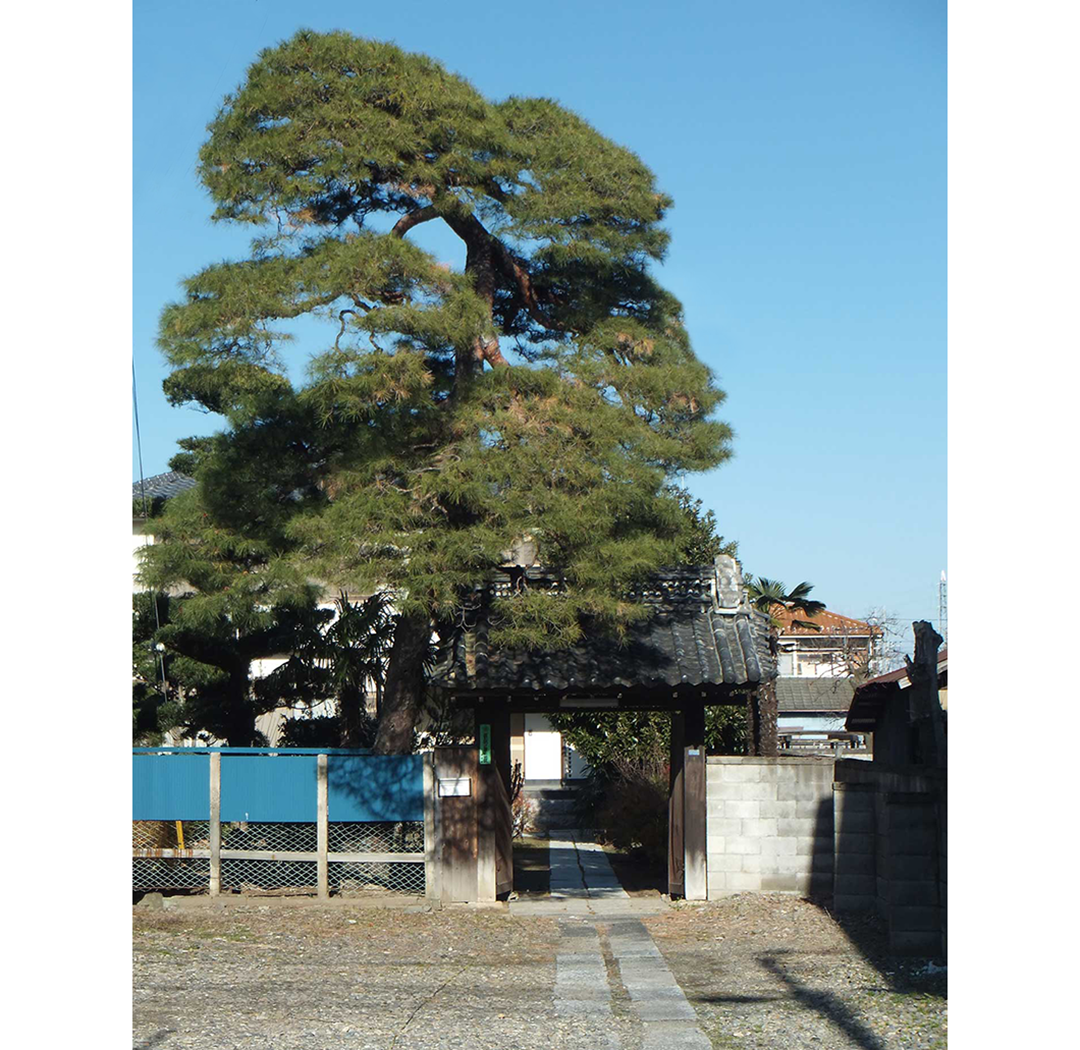 当時の門がまえと力強くそびえ立つ樹勢の松