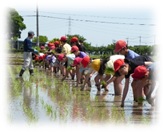 田植え体験