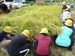 稲刈り1
