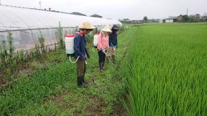 除草作業