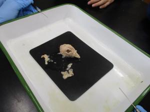 鶏頭の解剖