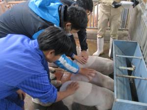 子ブタと触れ合う