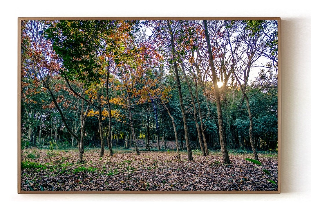 下野の森