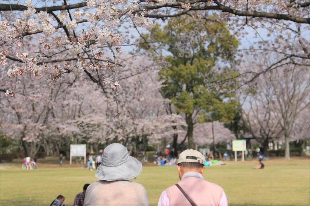 西近隣公園の桜