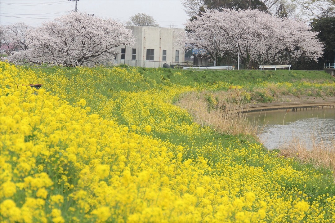 中川の菜の花と桜