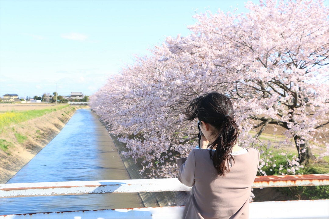 広戸沼　神扇落の桜