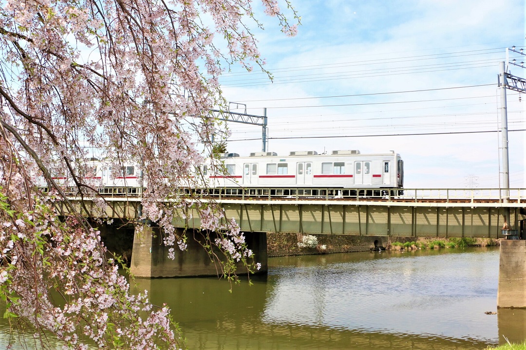 東武鉄道と桜