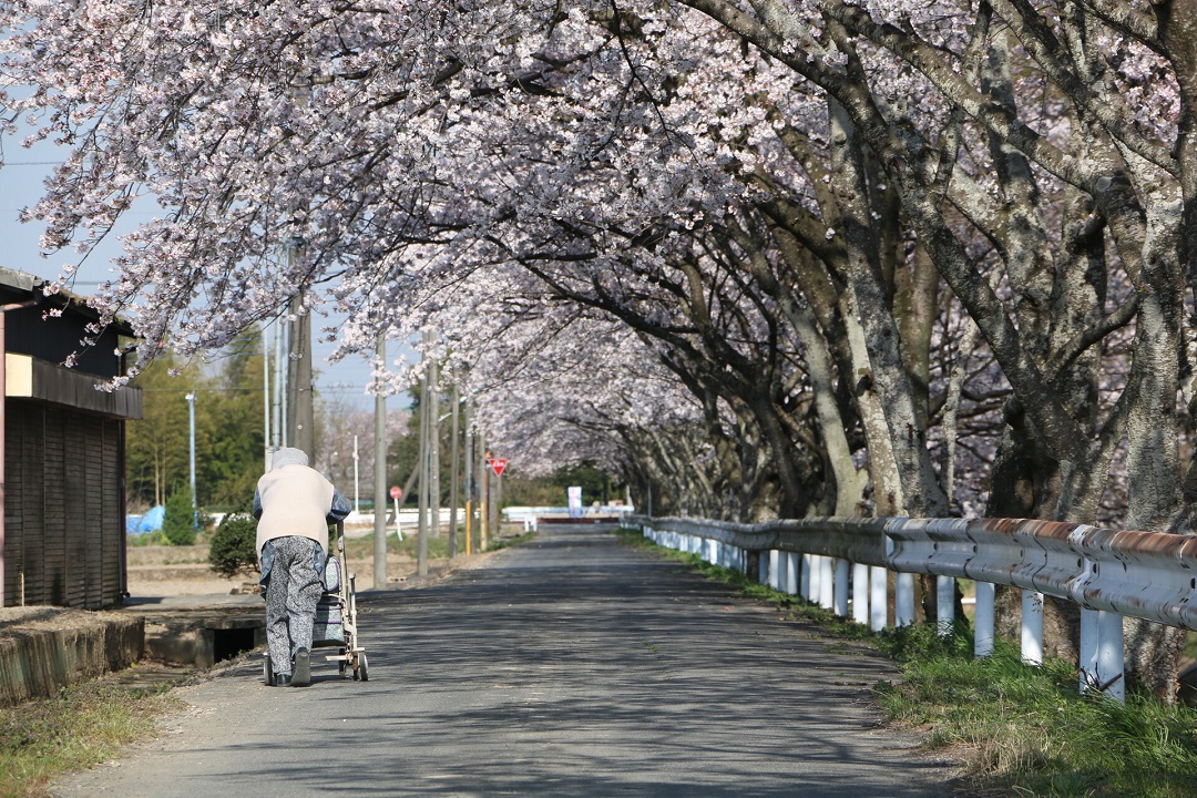 椿の桜