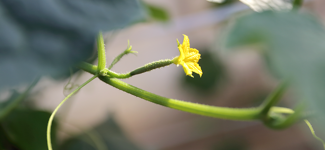 きゅうりの花