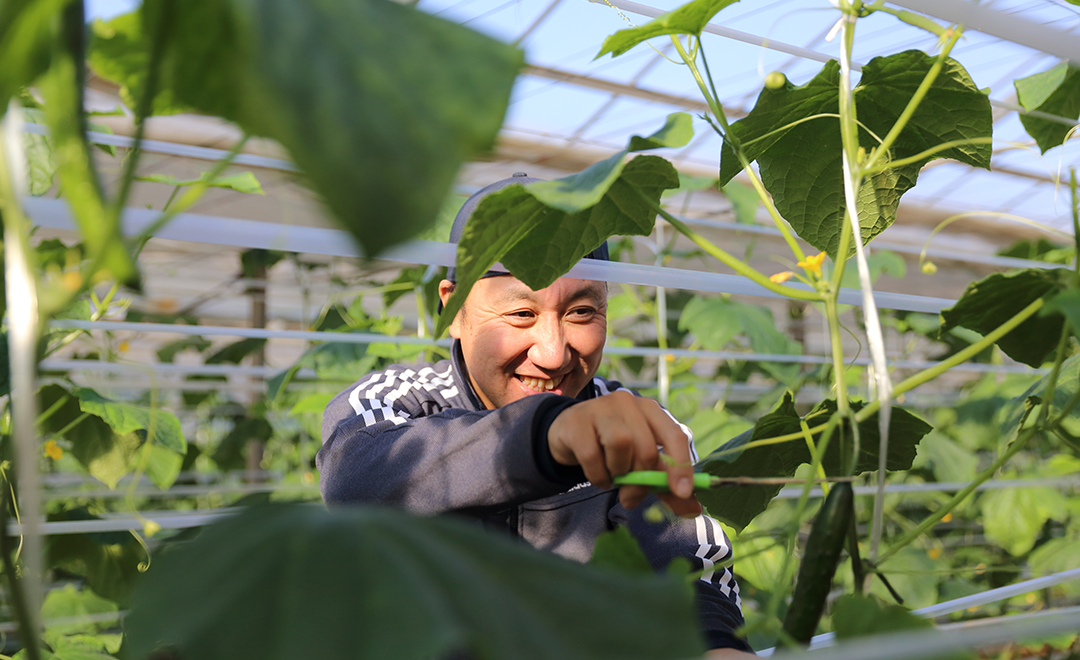 収穫する秋山さん