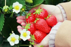 いちご狩り写真