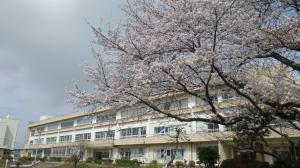 桜満開