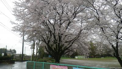 雨の桜