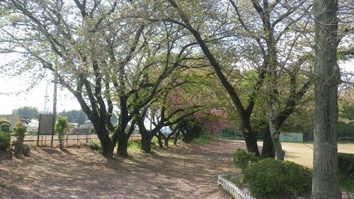 桜散る
