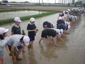 田植え5