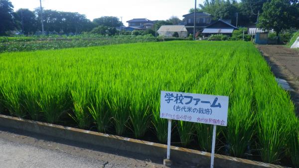 田んぼ
