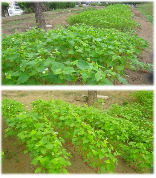 蕎麦の花