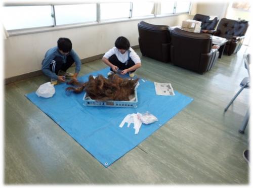 シュロ