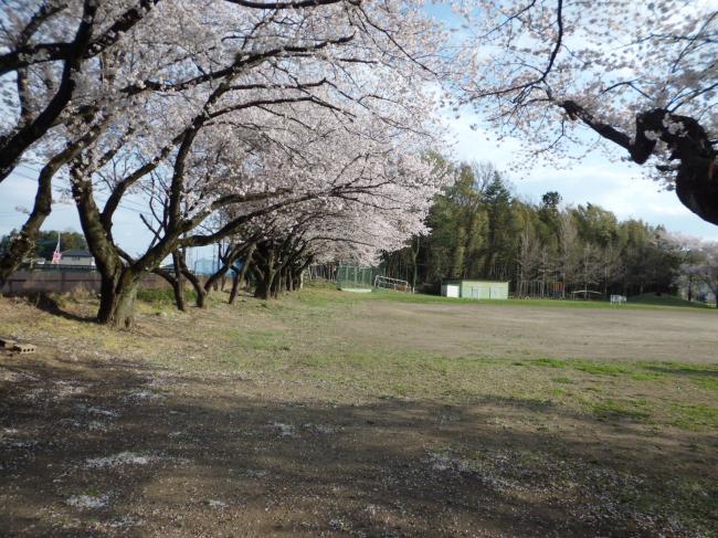 桜1