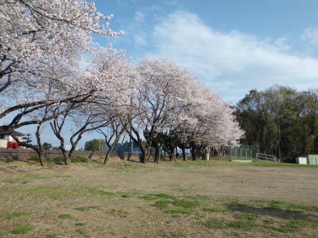 桜2
