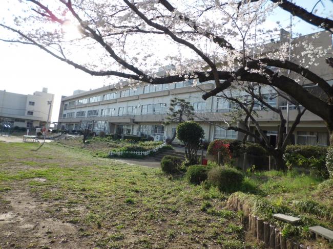 桜3
