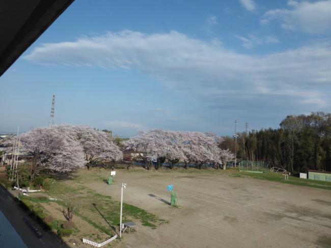 桜4