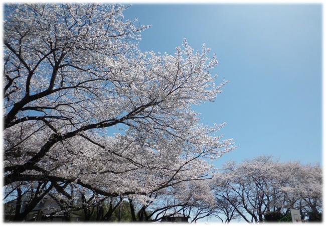桜