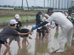 田植え3