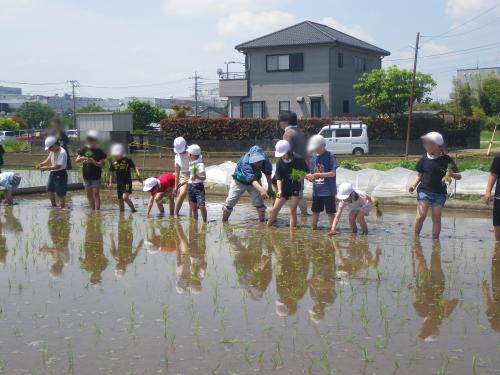 田植え3