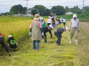 ５年生　稲刈り体験