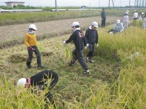 ５年生　稲刈り体験