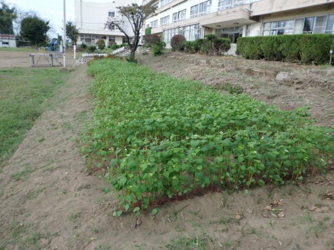 蕎麦の花1